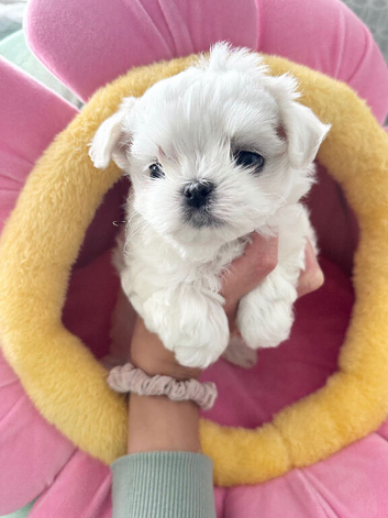 Exceptional Full Korean Maltese Puppies