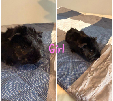 2 Baby Sows - 6 weeks ready for their forever home