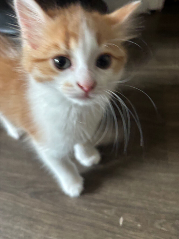 Adorable Kittens Looking for Their Forever Homes