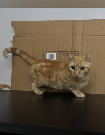 Ginger female cat