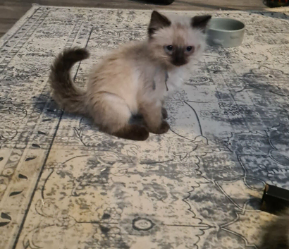 Ragdoll kittens ready to go