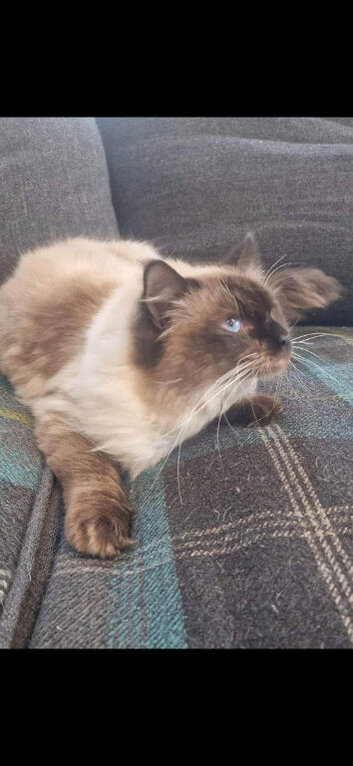 Male Ragdoll stunning temperament