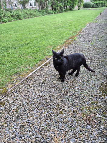 My cat needs a home