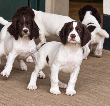 Exceptional English springer spaniel pups