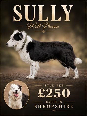Welsh Border Collie AT STUD