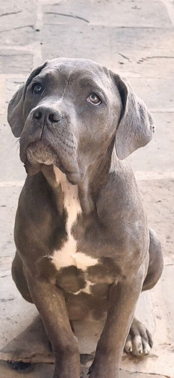 READY TO LEAVE TODAY! 5 months Cane Corso Female