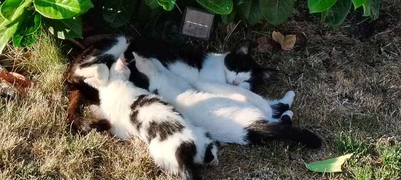 3 months old 2 kittens availible for rehome