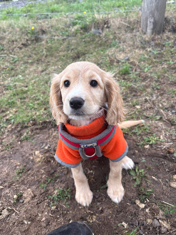 F1b cockapoo girl