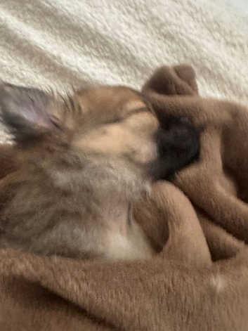 Pomchi