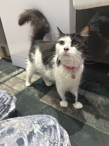 2 kittens left