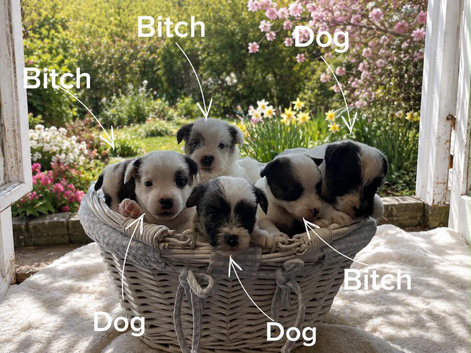 KC REGISTERED Parson russell pups