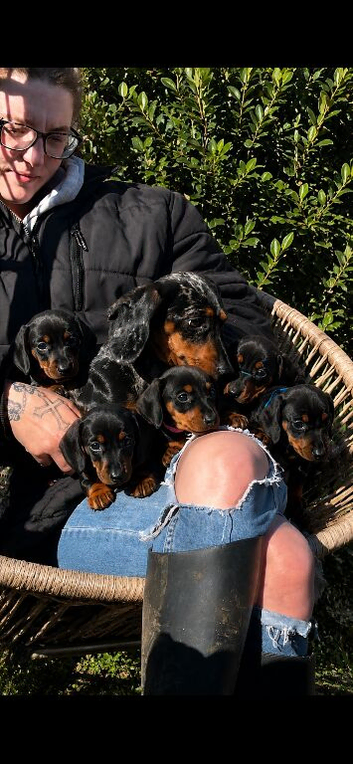 Beautiful little dachshund puppies
