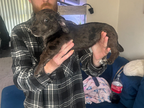 Black Merle daschound puppy