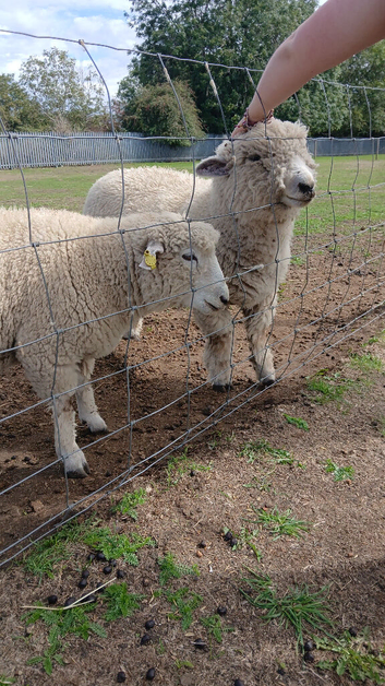19 Ryeland Sheep ram, ewes and shearling