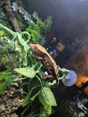 Brown gecko