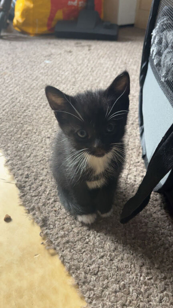 Three males looking for there forever home