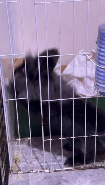 Neutered male lion head dash