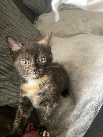 Gorgeous kittens