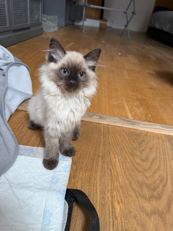 Beautiful ragdoll kittens