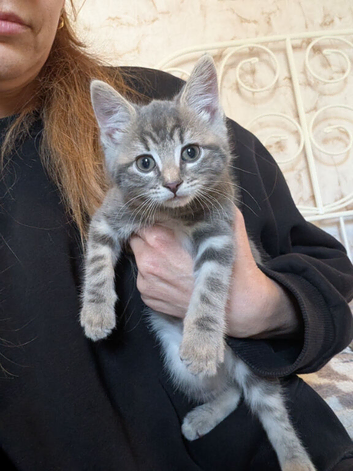 Last 2 kittens