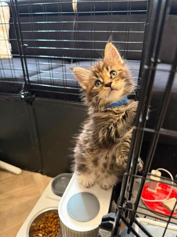 Maine Coon Registered TICA