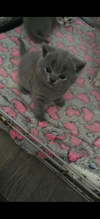 british shorthair kittend