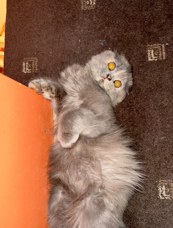 Beautiful 1y old female blue tortoise shell scottish fold needs new home