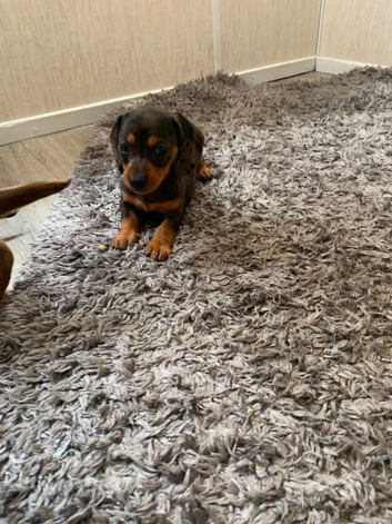 1 beautiful dachshund girl pup ready to Leave for her  forever loving home