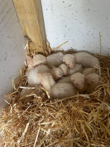 Ferrets - Hobbs and Jills ready to go