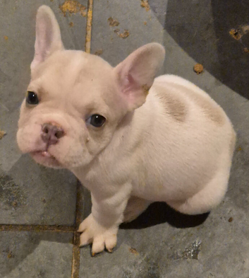 Stunning French Bulldog pups.