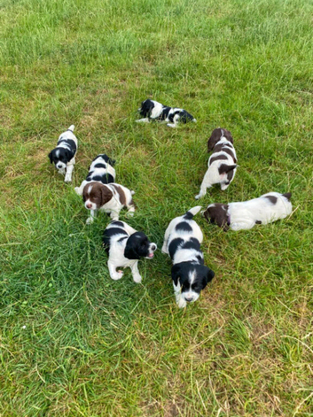 Springer Spaniel Puppies
