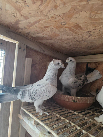 Turkish Pigeons for sale