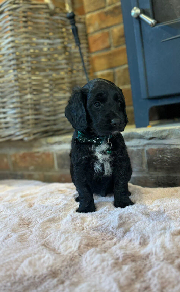 Cockapoo puppy&rsquo;s