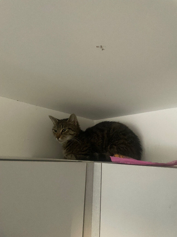 Female cat called sky