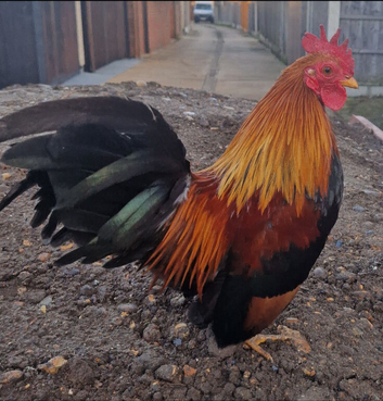 Serama chickens