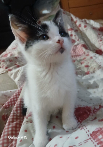 Kittens ready now