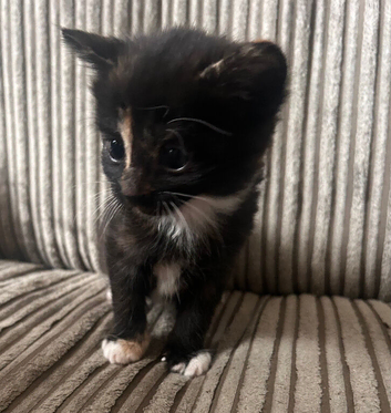 Beautiful Kittens in Holbeach, Tortico, Black, Tuxedo ️