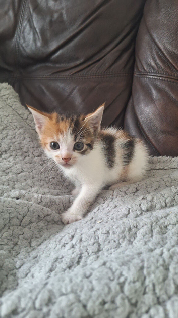 4 Adorable Sibling Kittens