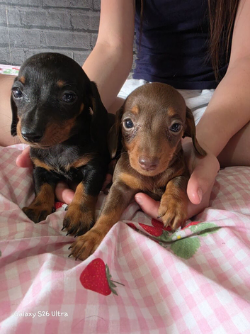Miniature dachshund puppies