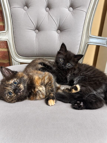 Beautiful boy and girl kittens