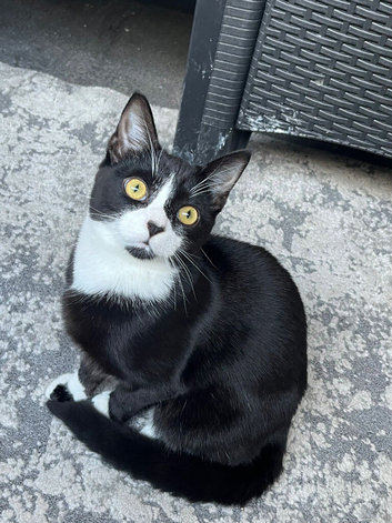 Sushi the tuxedo kitten