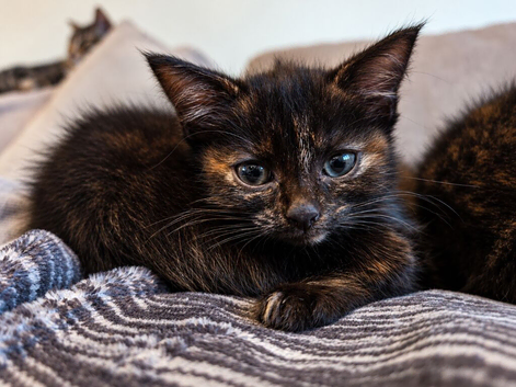 Tiny Tortoiseshell Female Kitten With a Big Personality