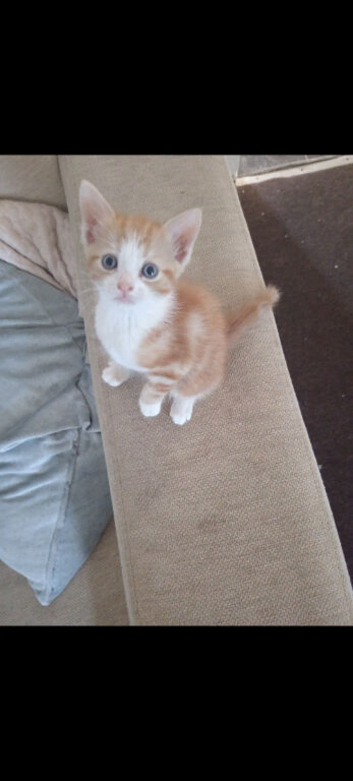 Female ginger and white kitten ready now