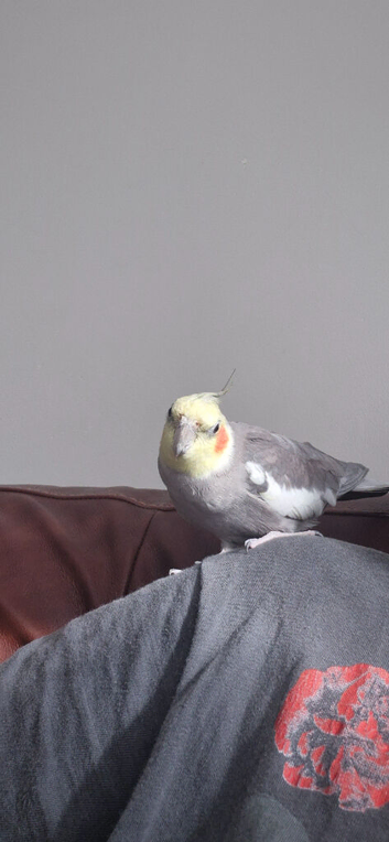 Cockateil male
