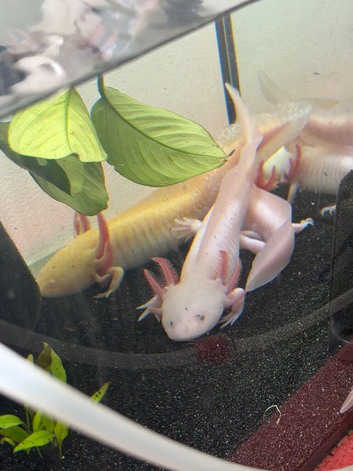 Young axolotl for sale
