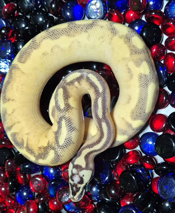 Various Ball Pythons