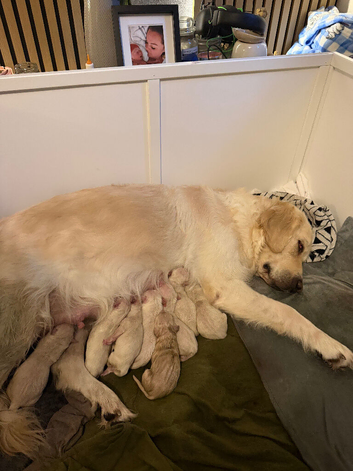 Hallie&rsquo;s beautiful pups