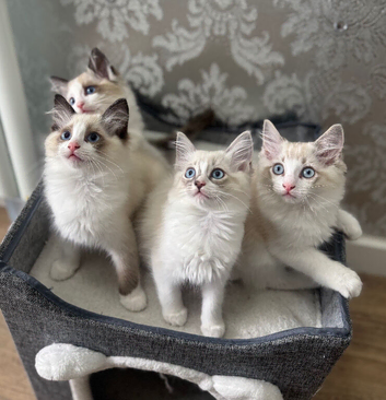 Beautiful Ragdoll kittens