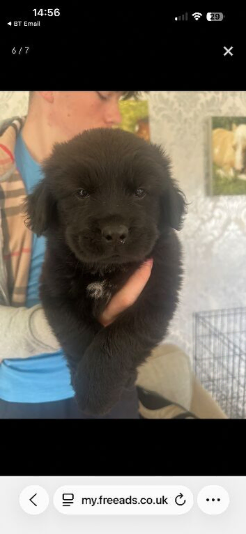 Chow chow x springer