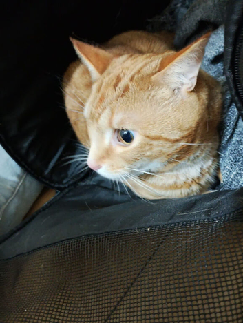 7 month old kitten needs a loving home
